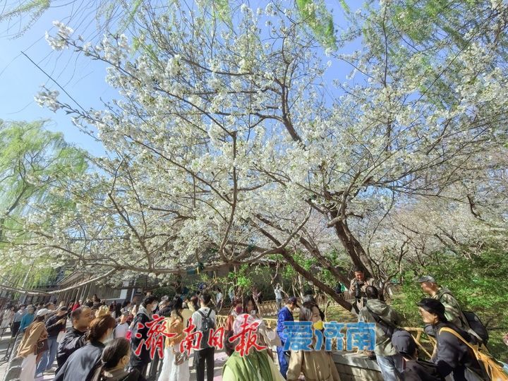 滨湖广场樱花盛放，成春日热门打卡点