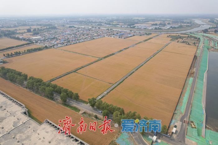 一年四季 泉在济南丨麦浪翻金迎端午