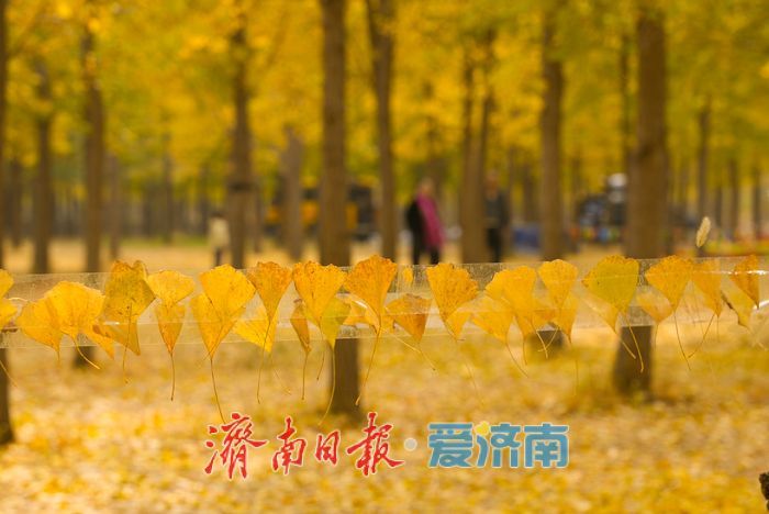 黄河南岸银杏染金 进入最佳观赏时节