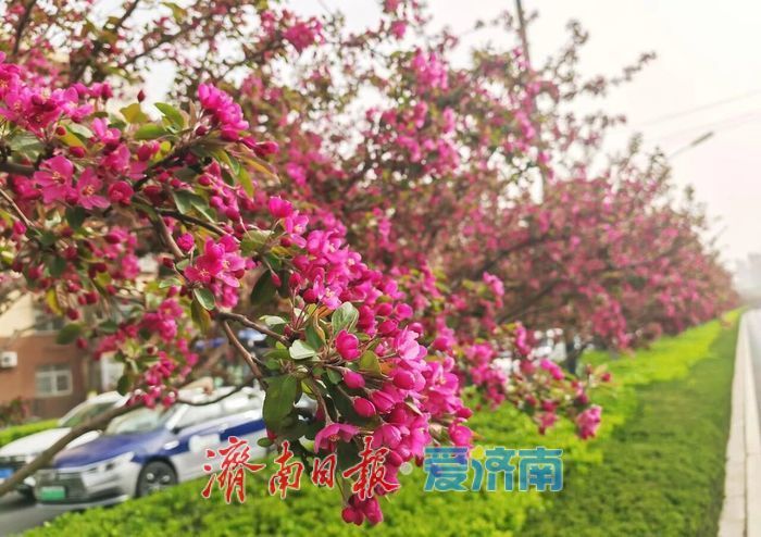 历下海棠花开！这些宝藏地赏花正当时