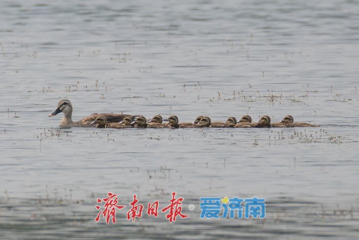 观鸟志愿行遇惊喜，珍稀鸟类棉凫现身华山湖