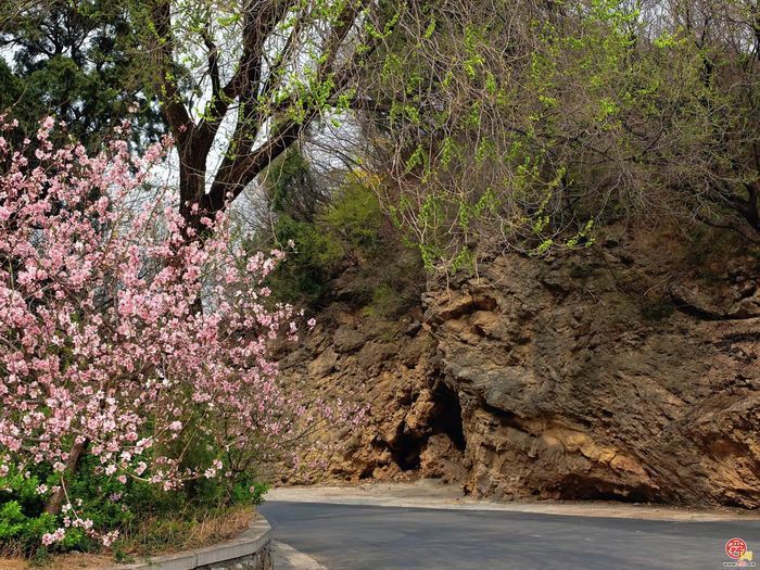 观花官庄丨石门村：桃花灼灼笑春风，诗画乡野待君来