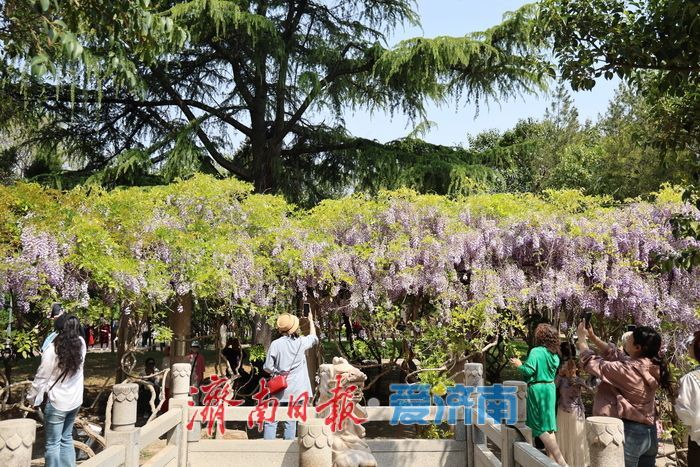 泉城公园“紫藤瀑布”成为新晋打卡点