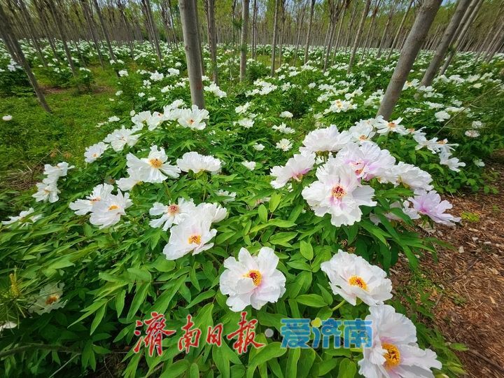 一年四季 泉在济南丨黄河岸边藏秘境 芍药繁花醉游人