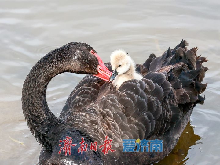大明湖首次迎来自然孵化“黑天鹅宝宝”