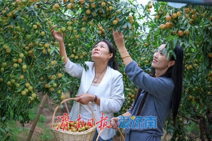 “一口脆响，满口蜜香！”黄河冬枣迎来最佳采摘期