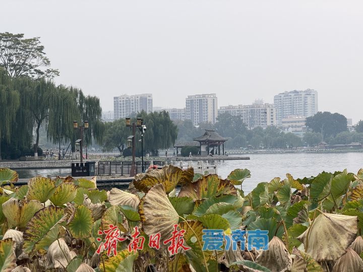 秋至明湖 残荷含韵 一湖秋水绘泉城诗意