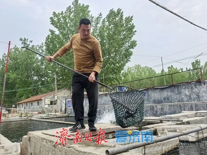 黄河水养大的三文鱼，5个小时就能“游”到济南市民的餐桌