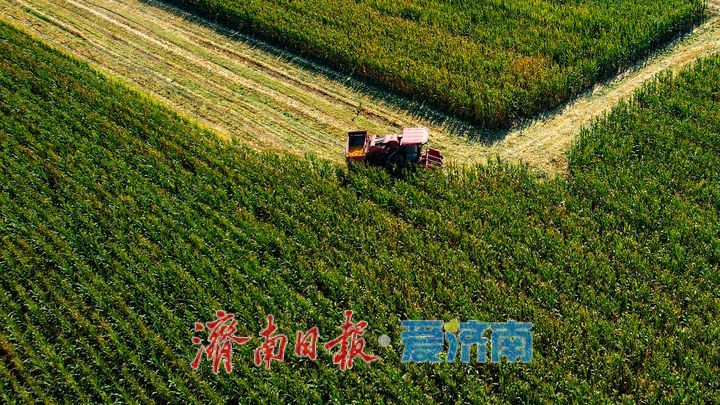 良田绘秋色 丰收正当时