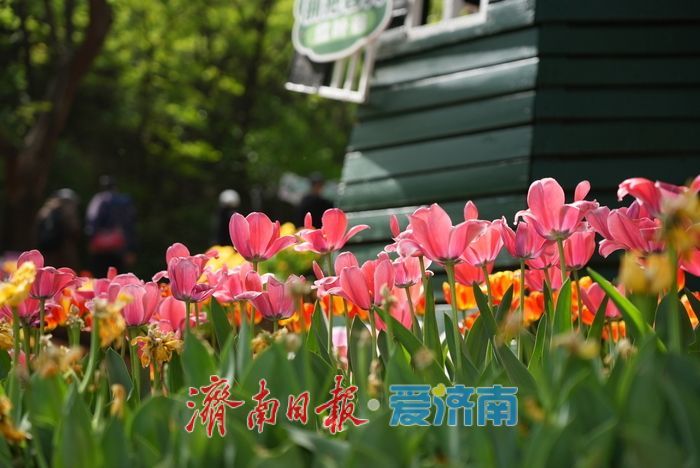 郁金香花开成海！济南红叶谷变身“莫奈花园”，春日顶流打卡地藏不住了！