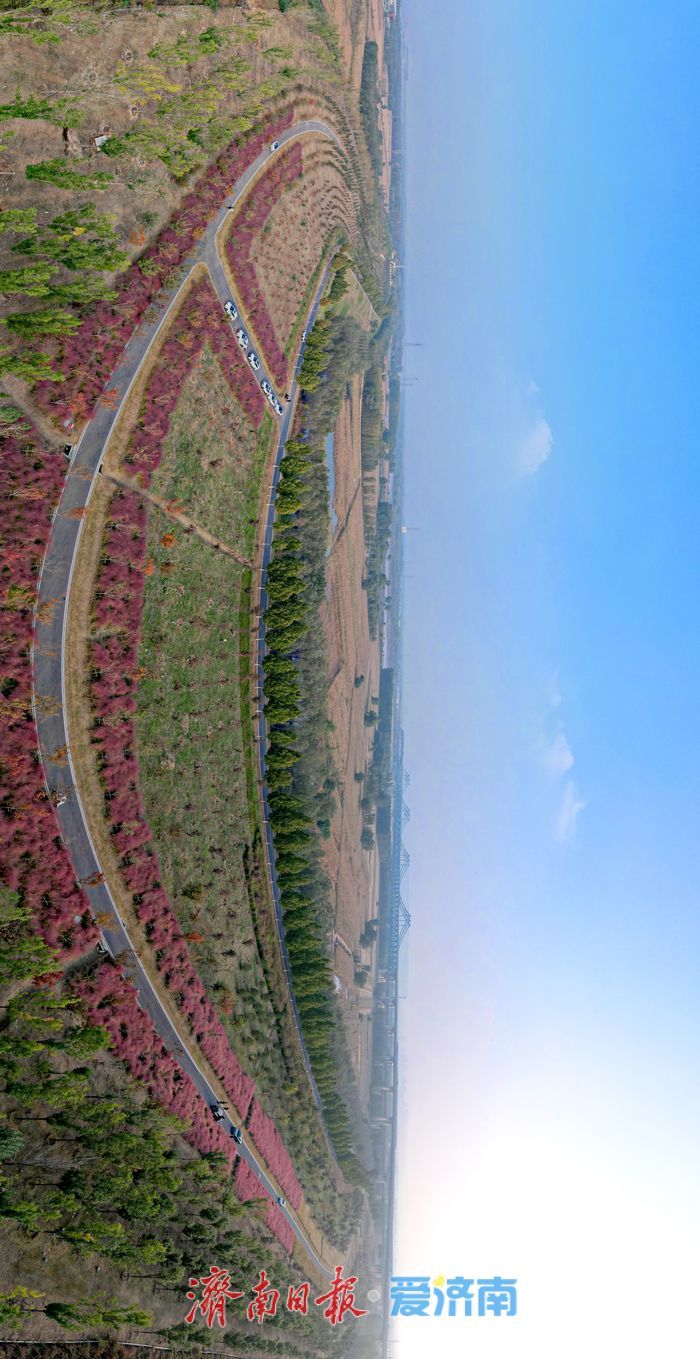 一年四季 泉在济南丨济南黄河北岸粉黛绽放 生态廊道现“粉色海洋”