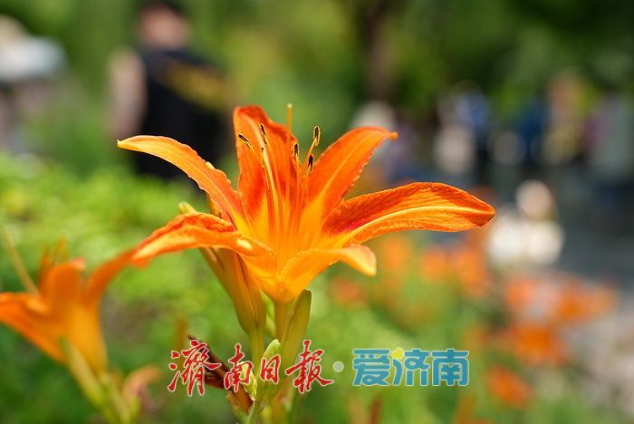 仲夏花事正盛！五龙潭千屈菜萱草花映泉绽放