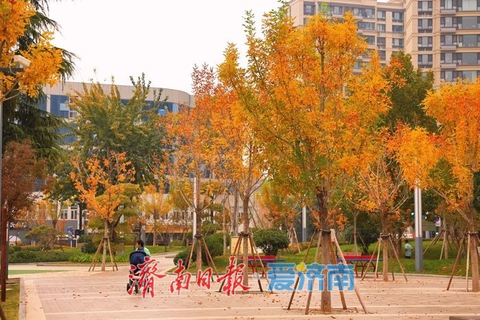 一年四季 泉在济南丨秋染彩林绘就正丰路公园五彩画卷