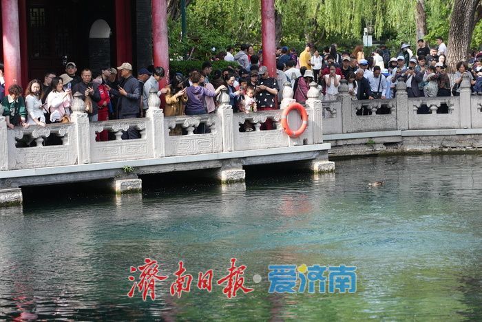 一年四季 泉在济南｜泉城春日似夏 泉水欢涌引客来