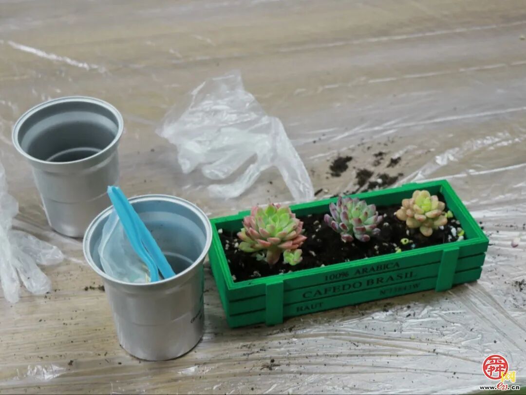 指尖塑绿意，公益暖泉城——济南泉民园艺中心联合辰星公益开展多肉DIY温暖陪伴活动