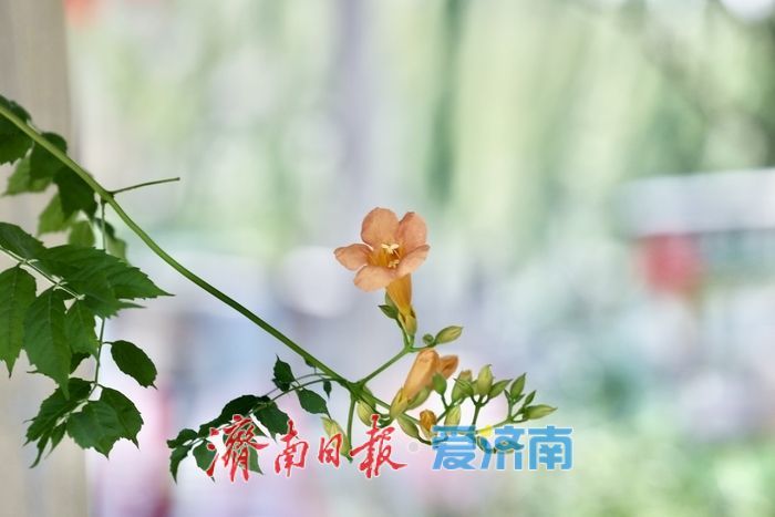 百花洲畔凌霄花开 垂挂成“红瀑”引客来