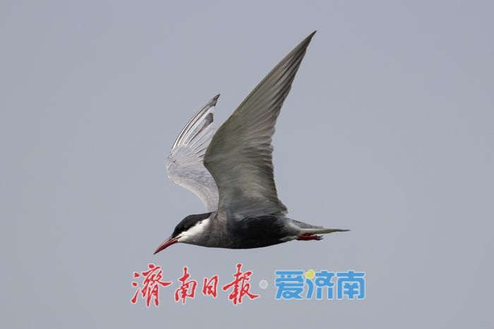 惊喜！“世界上最小的鸭子”棉凫“夫妇”现身华山湖