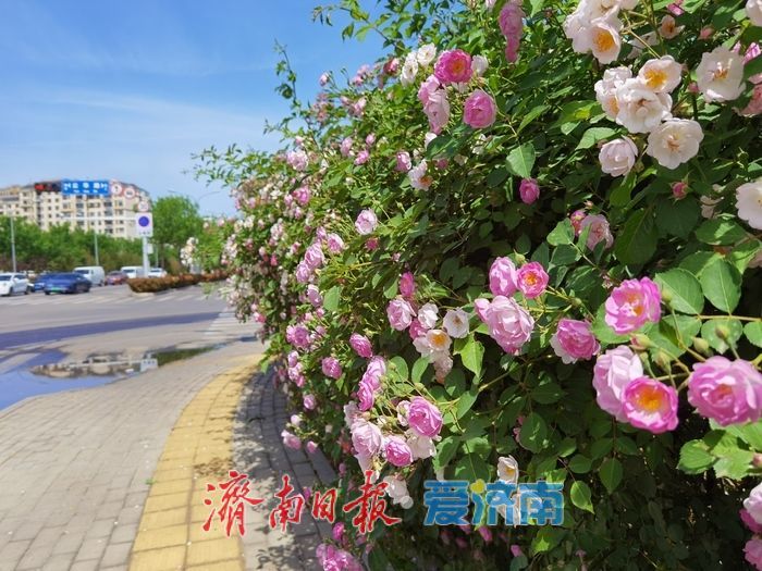 一年四季 泉在济南｜蔷薇“花廊”邂逅春日浪漫