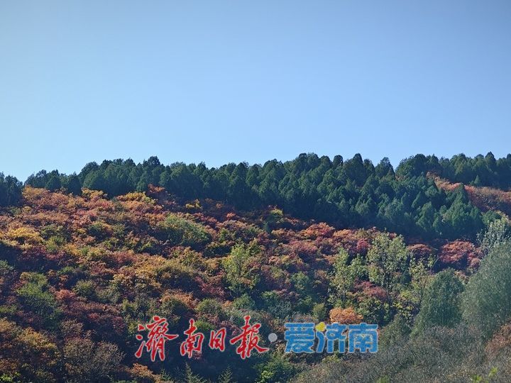 告别网红打卡扎堆 济南秋日亲子游偏爱山野松弛感