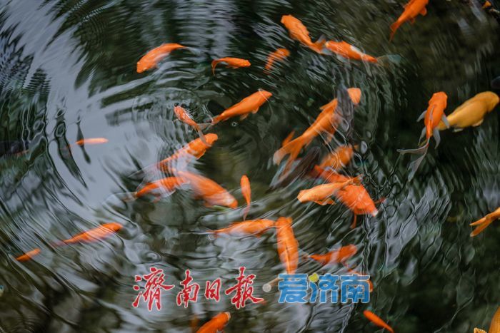 一年四季 泉在济南｜雨后黑虎泉畔，市民取水赏景尽享清凉