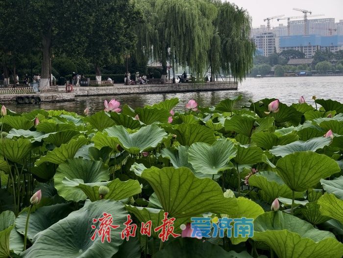 一年四季 泉在济南丨荷风送香醉游人 大明湖赏荷热度持续走高