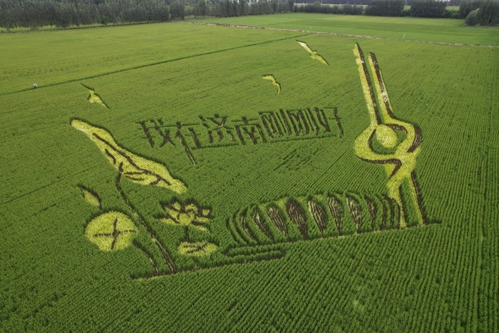 又到苌家庄村稻田画观光时间
