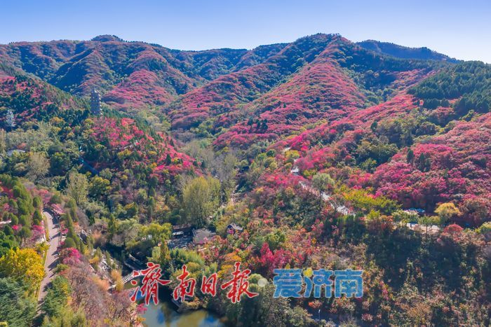 红叶谷秋色如画，文旅热度持续攀升