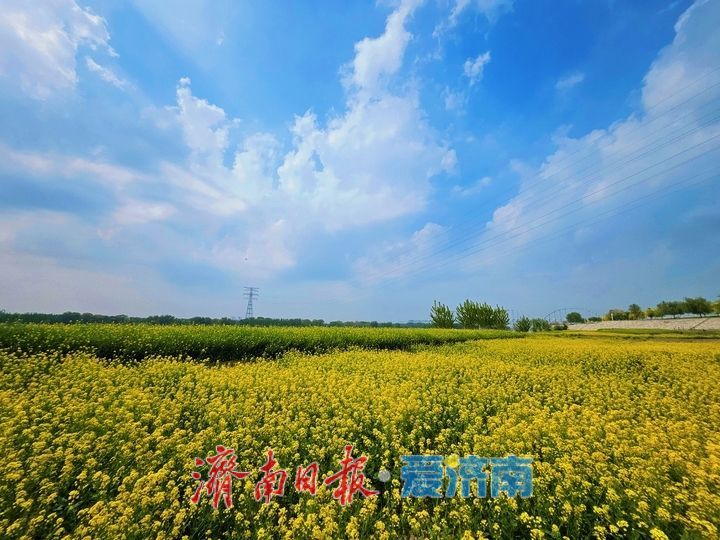 一年四季 泉在济南丨黄河岸边油菜花开生态画卷醉游人