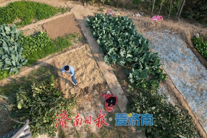 牛王村辟出“老年菜园” 60岁以上老人免费种好菜
