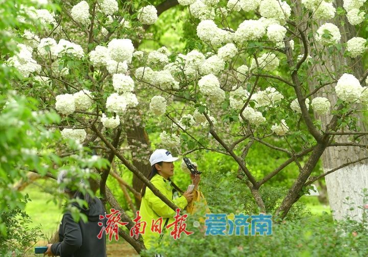 暮春时节花满园，泉城“绣球”惹人爱