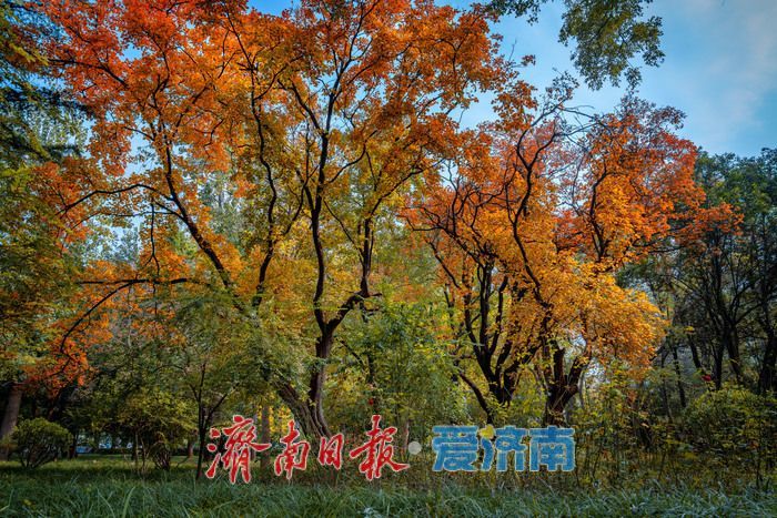 一年四季 泉在济南丨济南南郊宾馆公园：古桥红叶相辉映，满园秋意醉游人