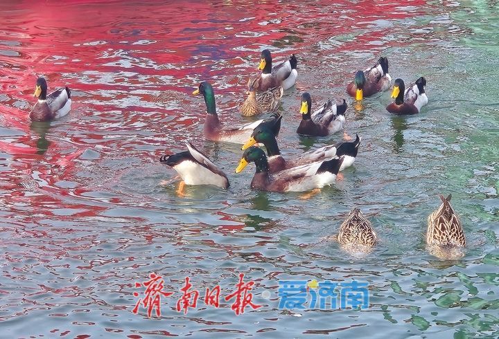 生机无限！绿头鸭嬉戏畅游泉城公园映日湖