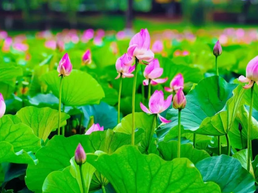 济南28日夜间迎小雨