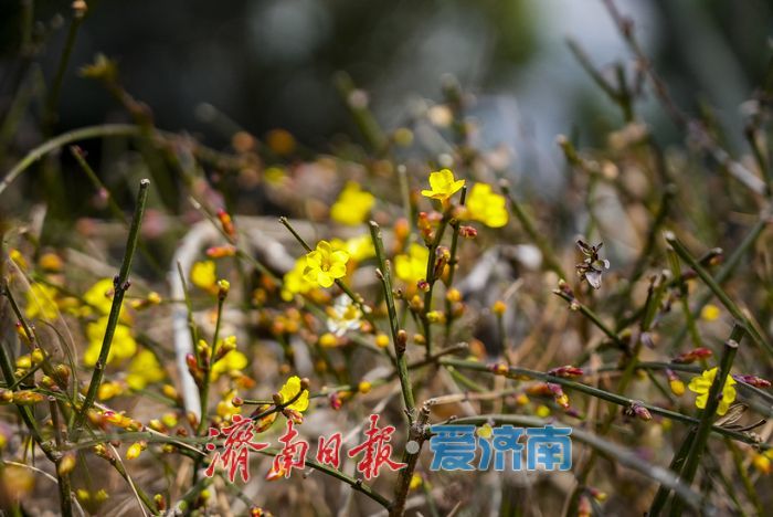 迎春花开报春来