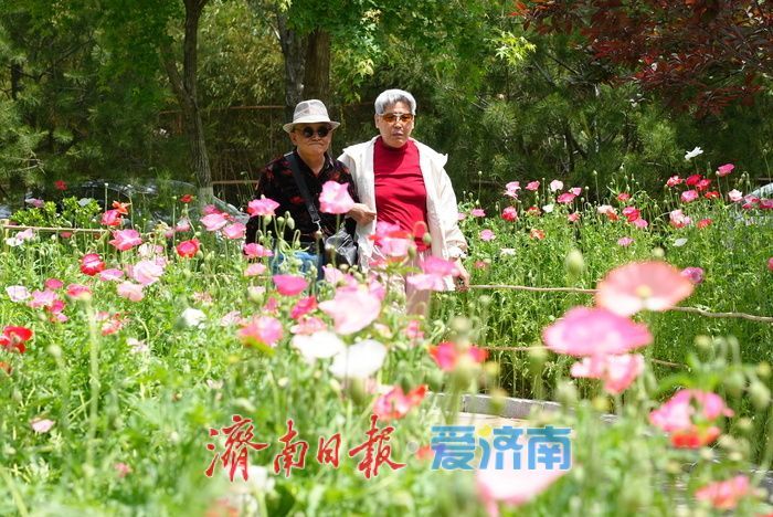 一年四季 泉在济南｜五彩虞美人绽放英雄山，游客沉醉花海忙定格