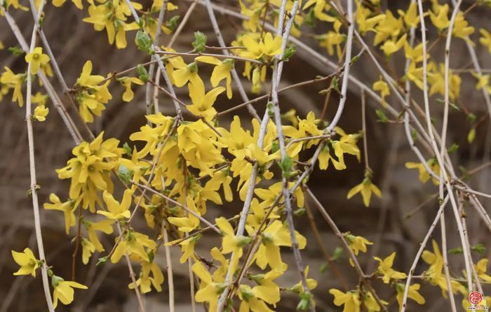 观花官庄丨一湾春水两岸山，三角湾村四月天