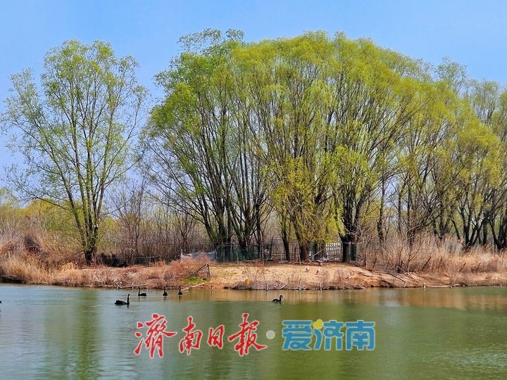 春染湿地美如画 生态济西迎客来