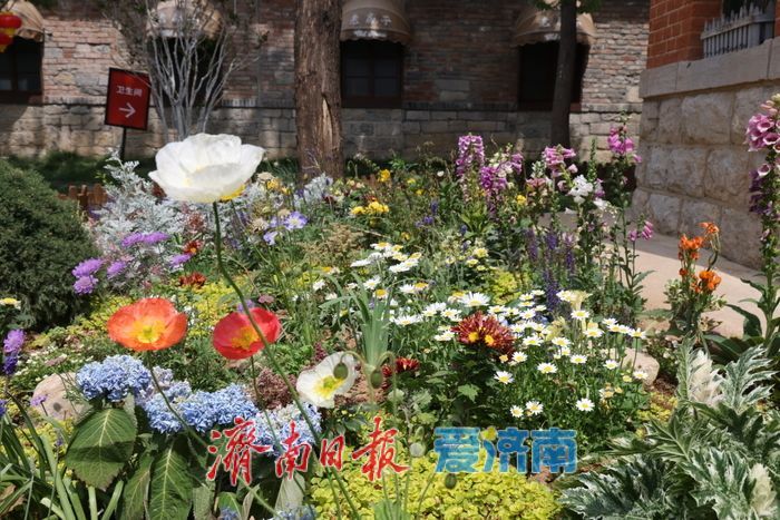 繁花映老街 上新街老建筑旁绘就油画美景