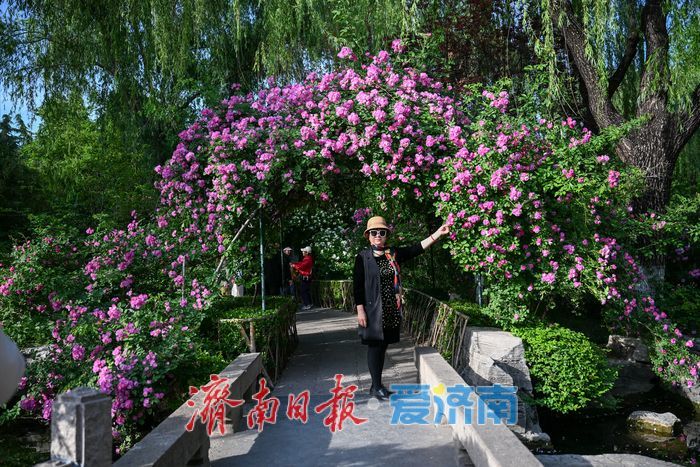 五龙潭公园花海引客来 月季蔷薇竞相绽放成拍照胜地