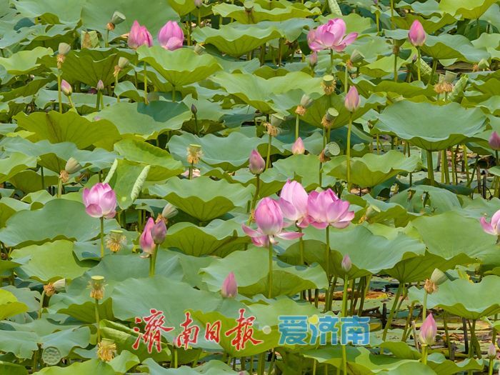 一年四季 泉在济南丨接天莲叶无穷碧，华山湖进入最佳赏荷期