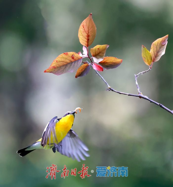 “鸭蛋黄”现身济南华山湖！