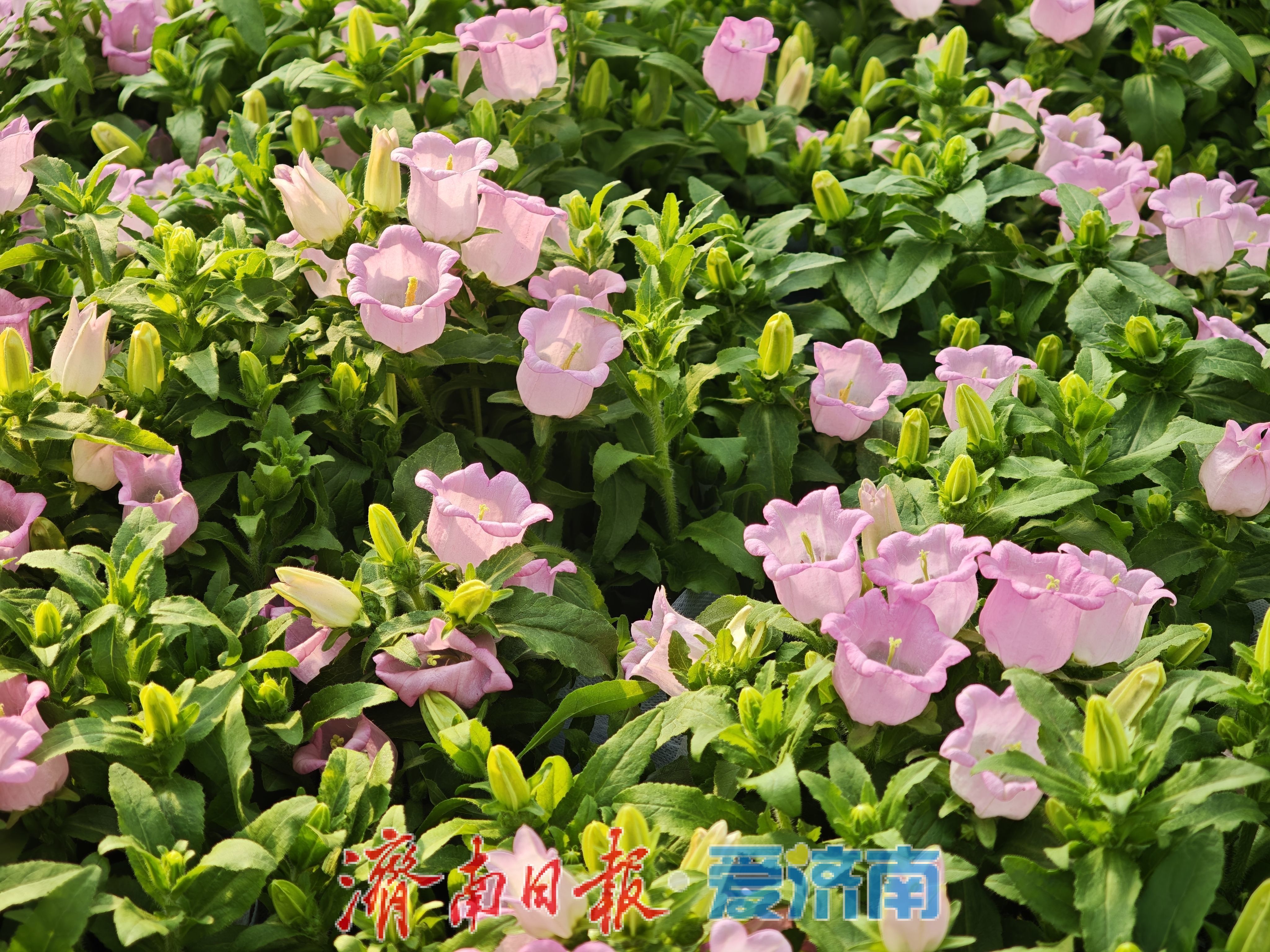 ���ϸ��������г��껨���ۻ��ȣ�����������װ����׷��