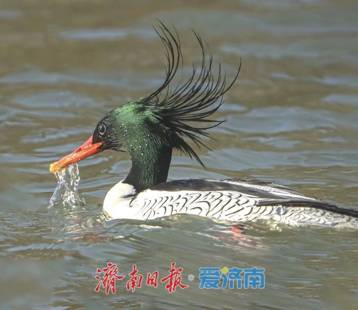 十年“打鸟”记录完整生态改善链条 济南生态向好引鸟类“安家”