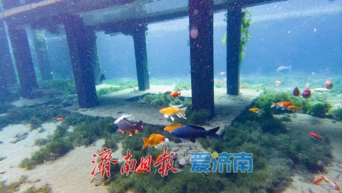 一年四季 泉在济南丨直击五龙潭水下秘境！泉眼“开锅”涌珠 胖鲤嬉戏“水底森林”