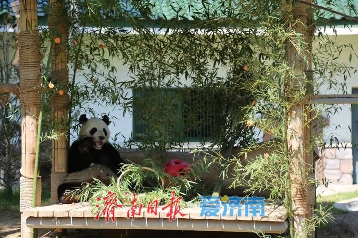 “五一”假期，济南动物园国宝享“丰”趣！