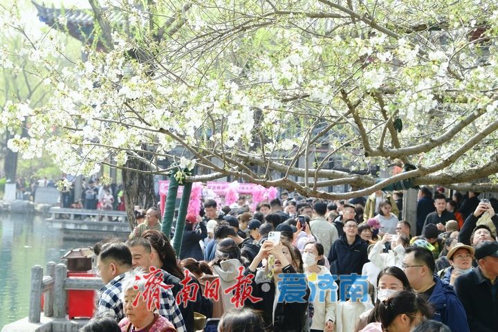 春风拂岸樱绽龙潭 ，济南市第23届五龙潭樱花节正式启幕