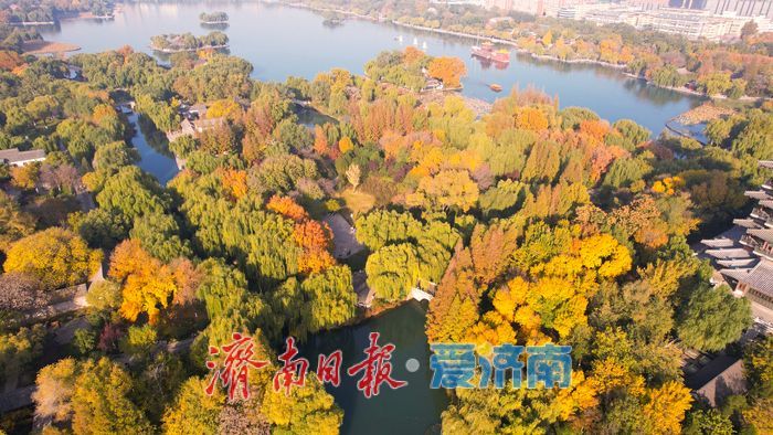一年四季 泉在济南丨大明湖秋意浓 树木换彩妆绘美景