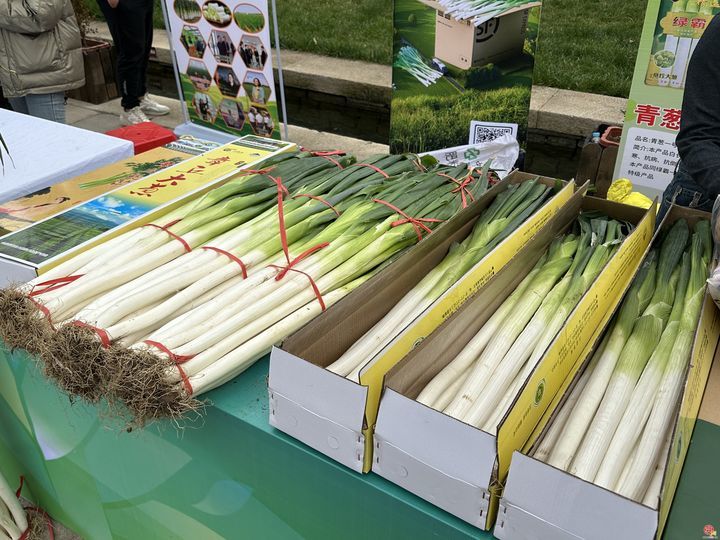 章丘区强化创新赋能融合推动 擦亮章丘大葱金名片