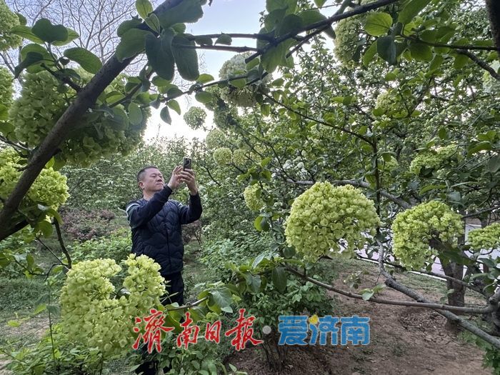 泉城回暖春意浓 木本绣球绽芳华
