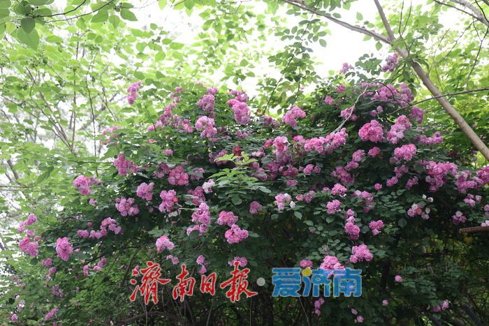 千佛山蔷薇花带扮靓登山路 “花漾”景致引游客驻足流连